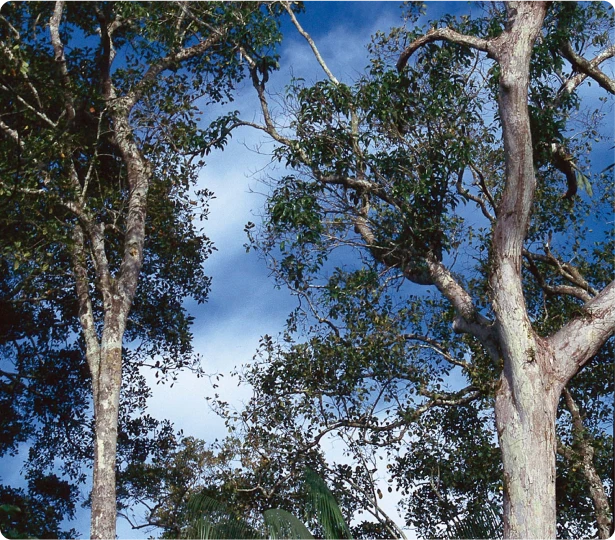 img1 Rota ESG Via Floresta Sustentabilidade ESG e bioeconomia