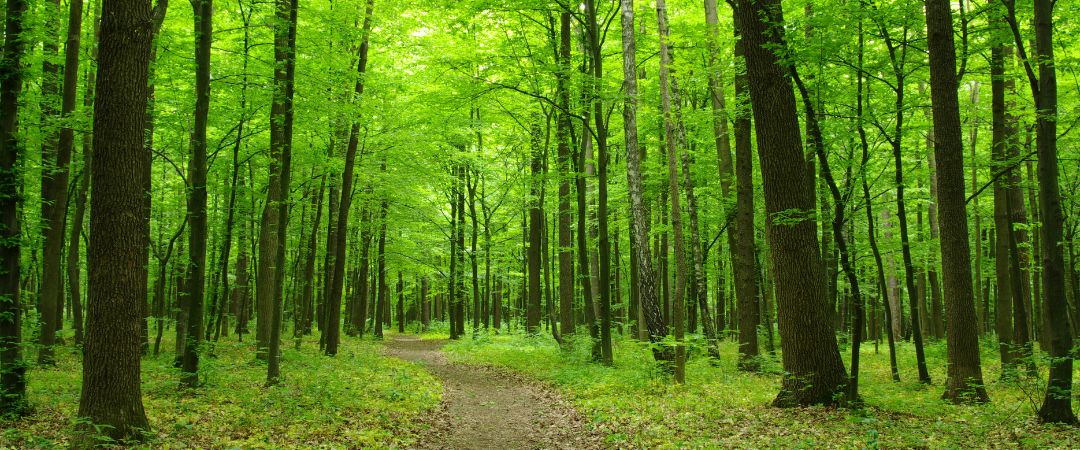 Blog 6 Dia da Proteção às Florestas: Desafios, soluções e oportunidades para empresas - ViaFloresta